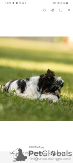 Photo №4. Je vais vendre biewer yorkshire terrier en ville de Tolyatti. éleveur - prix - 1602€