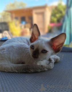 Photo №2 de l'annonce № 151546 de la vente devon rex - acheter à Allemagne 