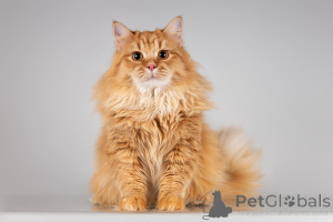 Photo №1.  - à vendre en ville de Khimki | Gratuit | Annonce № 166040