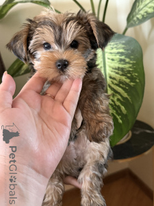 Photo №2 de l'annonce № 146218 de la vente yorkshire terrier - acheter à Georgia annonce privée