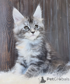 Photo №1. maine coon - à vendre en ville de Bellaire | 533€ | Annonce № 161722