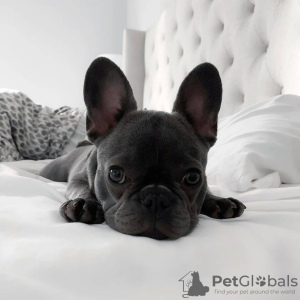 Photo №1. bouledogue - à vendre en ville de Нови Сад | négocié | Annonce №85363