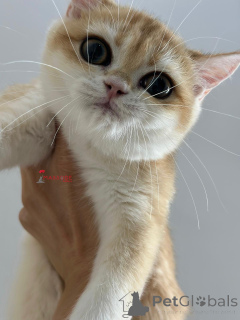 Photo №3. Britishorthair ny 12 femelle pedigree complet. Turquie