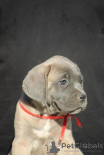 Photos supplémentaires: Chiots Cane Corso