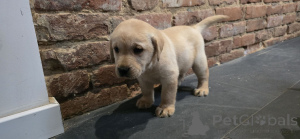 Photo №1. labrador retriever - à vendre en ville de Gera | 350€ | Annonce №147605