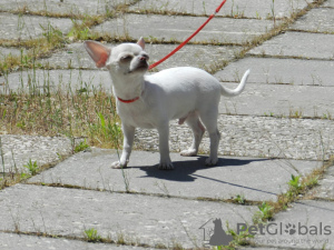 Photo №1. chihuahua - à vendre en ville de Simferopol | 2000€ | Annonce №106408