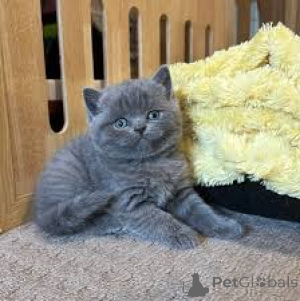 Photo №2 de l'annonce № 172692 de la vente british shorthair - acheter à Belgique annonce privée, éleveur