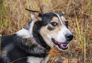 Photos supplémentaires: Le chien coloré Kelly cherche une maison !