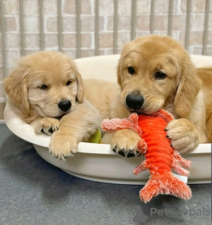 Photo №1. golden retriever - à vendre en ville de Berlin | 800€ | Annonce №137948