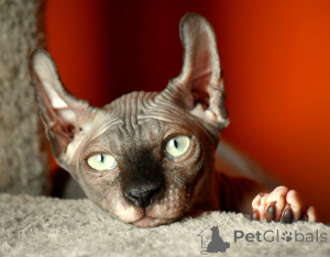 Photo №2 de l'annonce № 146285 de la vente elf - acheter à Pologne annonce privée