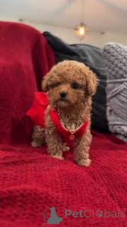 Photo №1. caniche (nain) - à vendre en ville de Bruxelles | 700€ | Annonce №160913