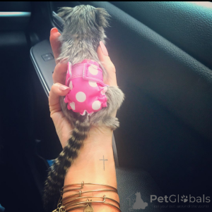 Photo №1.  - à vendre en ville de Los Angeles | Gratuit | Annonce №161909