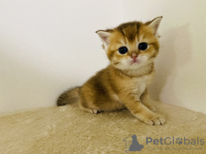 Photo №1. british shorthair - à vendre en ville de Prague | 850€ | Annonce № 114177