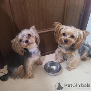 Photo №4. Je vais vendre yorkshire terrier en ville de Berlin. annonce privée - prix - 367€