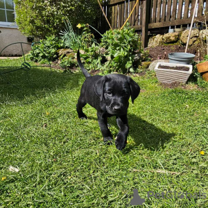 Photo №2 de l'annonce № 45234 de la vente labrador retriever - acheter à Slovaquie annonce privée