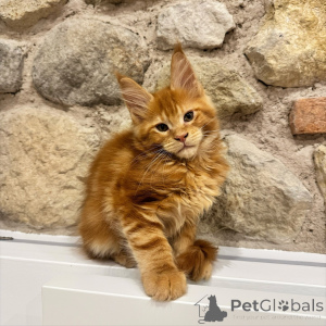 Photo №3. Adorable chaton Maine Coon tigré brun, le chat familial ultime. République Tchèque