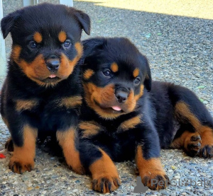 Photo №1. rottweiler - à vendre en ville de Bratislava | négocié | Annonce №157886