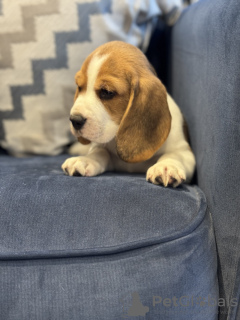 Photo №2 de l'annonce № 102251 de la vente beagle - acheter à USA annonce privée