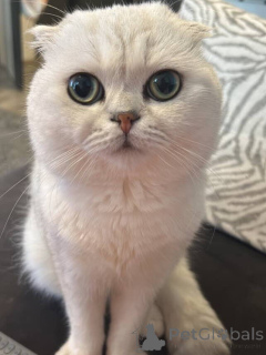 Photo №1. british shorthair - à vendre en ville de Aix-en-Provence | 550€ | Annonce № 157770