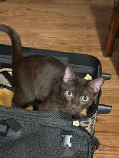 Photo №4. Je vais vendre havana brown en ville de Helsinki. annonce privée, éleveur - prix - 500€