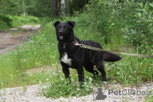 Photo №1. chien bâtard - à vendre en ville de Москва | Gratuit | Annonce №21679