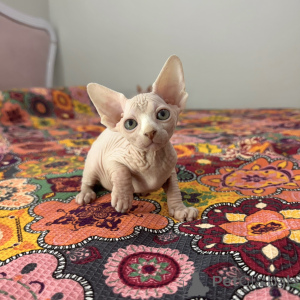 Photo №1. sphynx - à vendre en ville de Istanbul | 850€ | Annonce № 149612