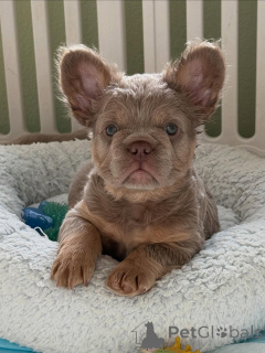 Photo №1. bouledogue - à vendre en ville de Munich | négocié | Annonce №155635