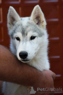 Photos supplémentaires: Chiots husky sibériens