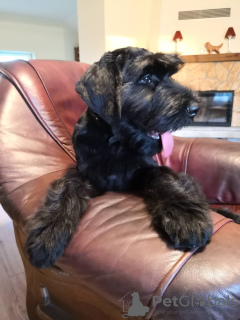 Photo №3. Chiots Schnauzer Géant. Lituanie