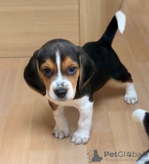 Photo №1. beagle - à vendre en ville de Берлинген | Gratuit | Annonce №116076