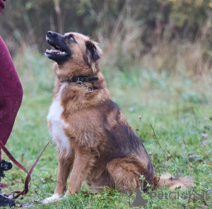 Photos supplémentaires: Le chiot affectueux, doux et curieux Ciri est à la recherche d'un foyer.