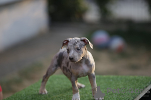 Photo №1. american pit bull terrier - à vendre en ville de Belgrade | négocié | Annonce №120222