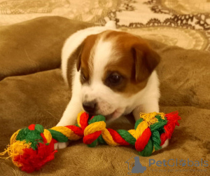 Photo №3. Chiots Jack Russell Terrier. Fédération de Russie