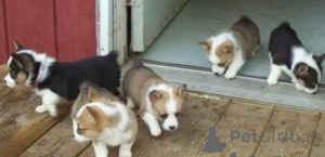 Photo №1. welsh corgi - à vendre en ville de Maribor | négocié | Annonce №175787