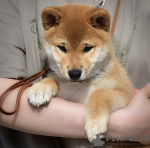 Photo №1. shiba - à vendre en ville de Гальштат | négocié | Annonce №121595