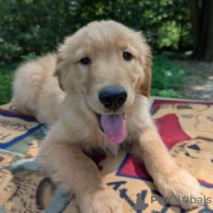 Photo №4. Je vais vendre golden retriever en ville de Alice Springs. éleveur - prix - négocié