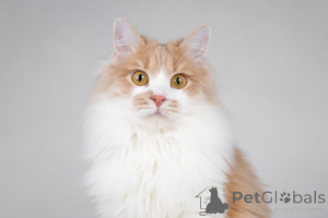 Photo №4. Je vais vendre  en ville de Москва. annonce privée - prix - Gratuit