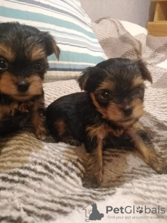 Photo №3. Les chiots Yorkie au visage de bébé sont complètement prêts à partir.. Estonie