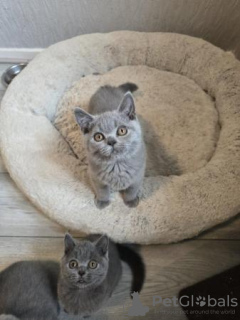 Photo №4. Je vais vendre british shorthair en ville de Kassel. de la fourrière, de l'abri, éleveur - prix - 350€