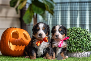 Photo №1. bouvier bernois - à vendre en ville de Bulembu | négocié | Annonce №158444