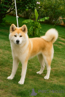 Photo №3. Akita INU Femme de 6 mois, FCI, champion Bloodline. Serbie