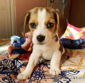 Photo №3. Chiots Beagle disponibles. Canada