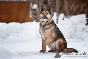Photo №2 de l'annonce № 50095 de la vente chien bâtard - acheter à Fédération de Russie annonce privée