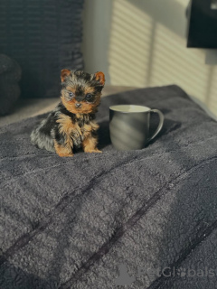 Photo №3. Chiots Yorkie enregistrés vaccinés et bien socialisés. Allemagne