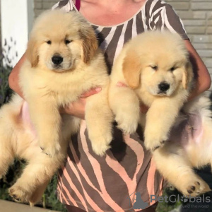 Photo №1. golden retriever - à vendre en ville de Uppsala | 400€ | Annonce №98604