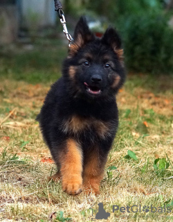 Photos supplémentaires: Magnifiques chiots berger allemand dsh.