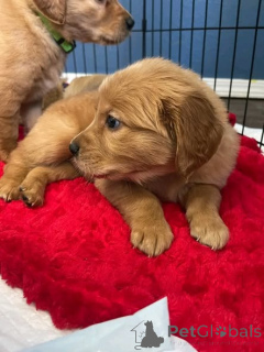 Photo №1. golden retriever - à vendre en ville de Great | négocié | Annonce №165852