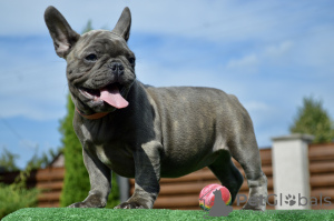 Photos supplémentaires: Chiots bouledogue français