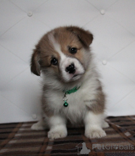 Photo №4. Je vais vendre welsh corgi en ville de Balashikha. de la fourrière, éleveur - prix - 539€