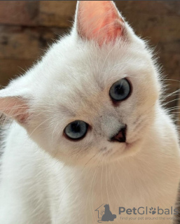 Photo №3. Garçon british shorthair aux yeux bleus. Serbie